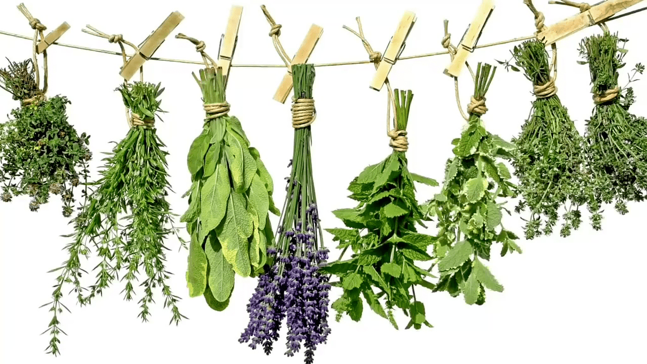 Herbas populares no tratamento da prostatite