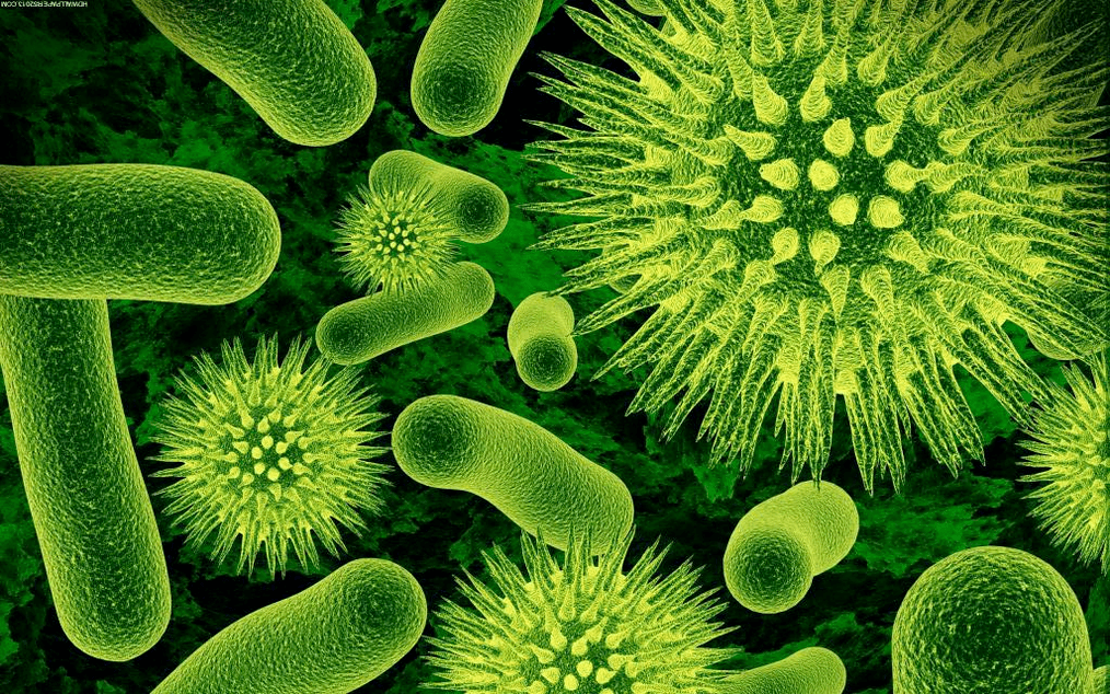 como as bacterias entran no corpo