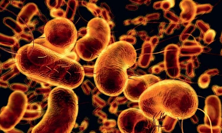 Bacterias que causan prostatite infecciosa
